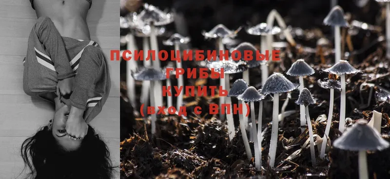 МЕГА tor  как найти   Ставрополь  Галлюциногенные грибы MAGIC MUSHROOMS 