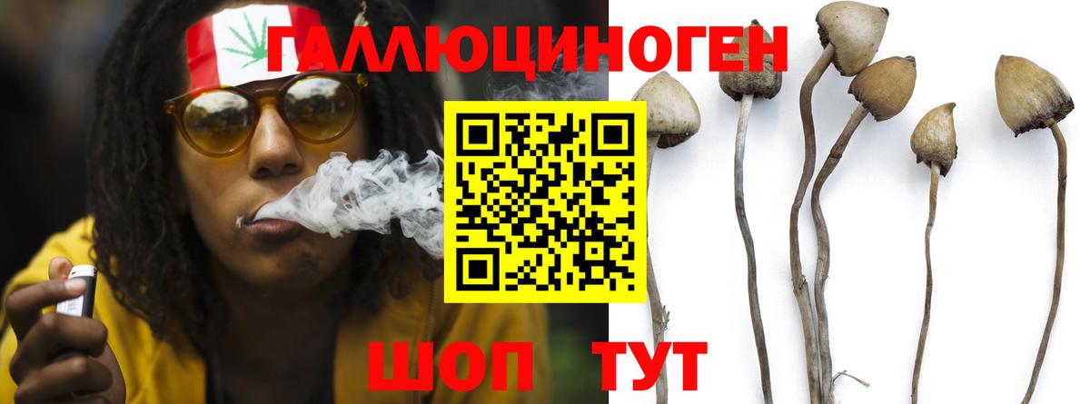 Псилоцибиновые грибы Cubensis Ставрополь